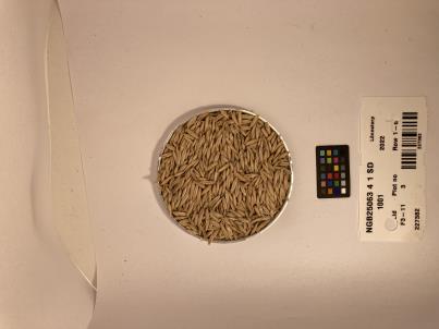 Click for 1 image(s) for this accession. SEED